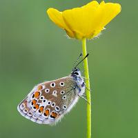 Common Blue female 1 